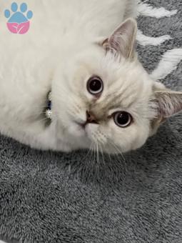 British Shorthair 9 Aylık Kedime Eş Arıyorum