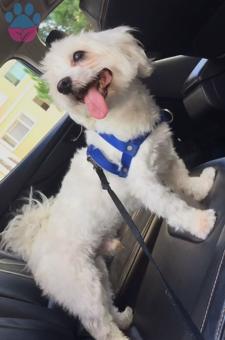 Maltese Terrier Cinsi Oğlumuz Max&#8217;e Eş Arıyorum