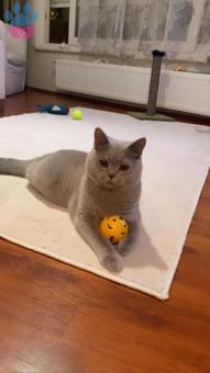 11 Aylık British Shorthair Oğlumuza Dişi British Arıyor