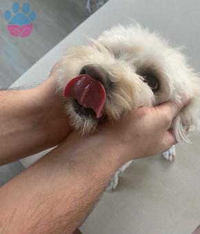 Maltipoo 1 Yaşında Kızıma Eş Arıyorum