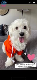 Maltese Terrier Safkan Oğlumuza Eş Arıyoruz