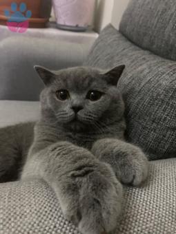 British Shorthair 7 Aylık Oğluma Eş Arıyorum