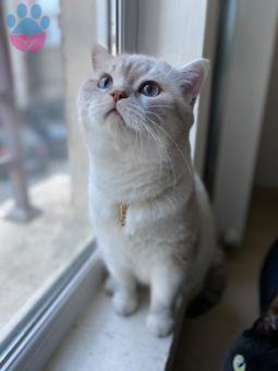 British Shorthair 2 Yaşındaki Kedime Eş Arıyorum