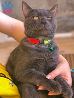 British Shorthair 10 Aylık Oğluma Eş Arıyorum