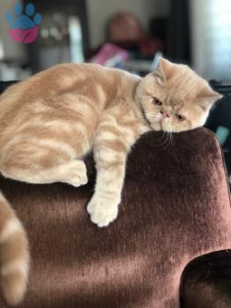 Exotic Shorthair İstanbul&#8217;un En Yakışıklısı Eşini Bekliyor