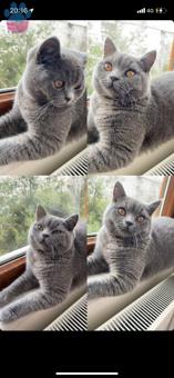 11 Aylık British Shorthair Oğluma Eş Arıyorum