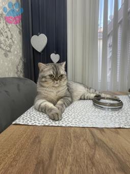 British Shorthair Yakışıklı Oğlumuza Eş Arıyoruz