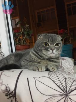 Scottish Fold Cinsi 1 Yaşında Kedime Eş Arıyorum