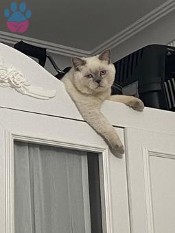 Scottish Fold Blue Point Oğluma Eş Arıyorum