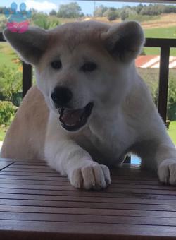 Akita Inu Kızıma Eş Arıyorum