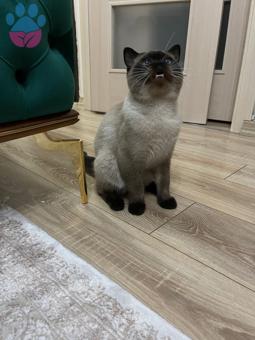 British Shorthair Oğluma Eş Arıyorum