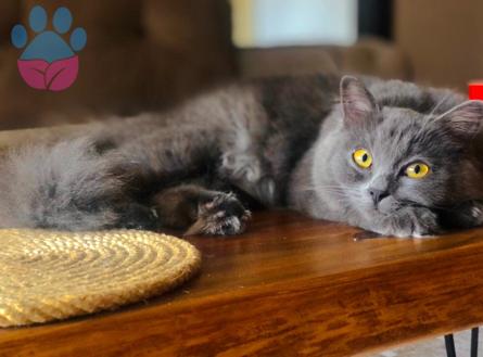 British Longhair Belle İlk Aşkını Arıyor :)