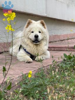 Chow Chow 2 Yaşında Leo Eş Arıyor