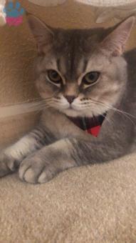 British Shorthair Oğluma Eş Arıyorum