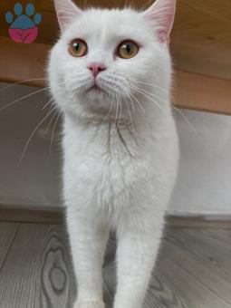 British Shorthair Kedime Eş Arıyorum