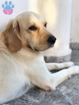 Golden Retriever Oğlumuza Eş Arıyoruz