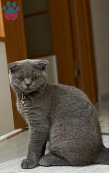 Scottish Fold Oğlum Karamelime Eş Arıyoruz