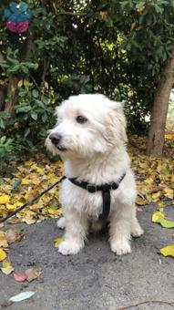 Maltese Terrier Odin Oğluma Eş Arıyorum