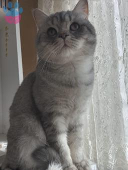 British Shorthair Kızgınlıkta 1.5 Yaşında Tecrübeli