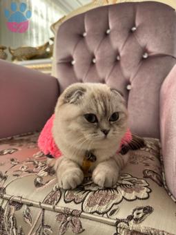 Scottish Fold Kedimiz Carlaya Eş Arıyoruz