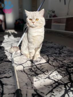 Scottish Fold Behlül&#8217;e Eş Aranıyor