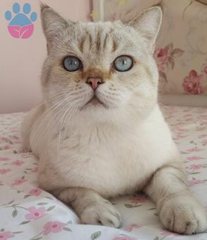 Scrli A Kalite British Shorthair Oğlumuza Eş Arıyoruz