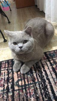 British Shorthair Kedimize Eş Arıyoruz