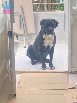 Cane Corso Axis Eşini Arıyor 5 Yaşında