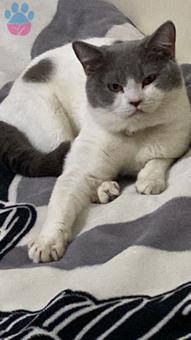 British Shorthair Oğlumuza Eş Arıyoruz