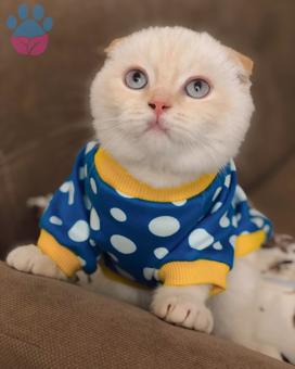 Scottish Fold Erkek Kedime British Kız Eş Arıyorum