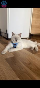 British Shorthair Bluepoint 1 Yaşında