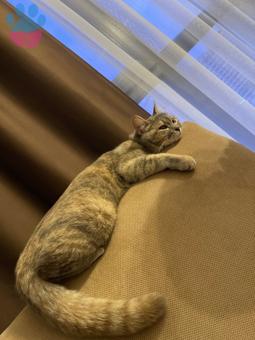 British Shorthair Kedime Eş Arıyorum