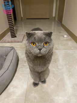 Scottish Fold Oğluma Eş Arıyorum