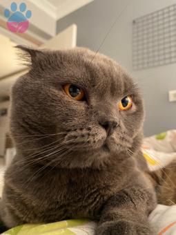 Scottish Fold Leo İçin Cins Dişi Arıyoruz