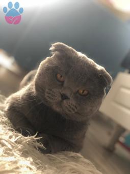 2 Yaşında Scottish Fold Oğlumuza Eş Arıyoruz