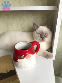 British Shorthair Oğlumuza Eş Arıyoruz