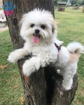 Oğlumuza Eş Arıyoruz Morkie/Maltese