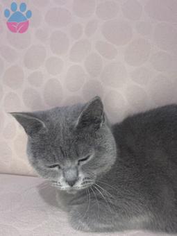British Shorthair 1 Yaşında Kedim Kızgınlıkta