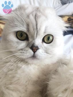 Scottish Fold Oğluma Dişi Eş Arıyoruz