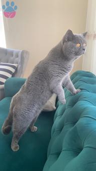 British Shorthair Oğlum Alfaya Eş Arıyorum