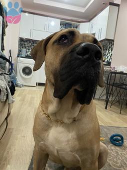 Presa Canario 1 Yaşında Köpeğime Eş Arıyorum