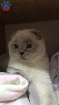 Scottish Fold Bebeğime Eş Arıyorum