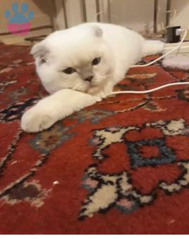 Scottish Fold Yakışıklı Oğlumuz İçin Eş Arıyorum