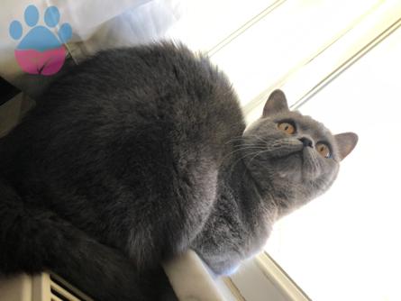 British Shorthair Oğluma Eş Arıyorum