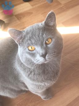 British Shorthair Acil Yakışıklı Oğluma Eş Arıyorum