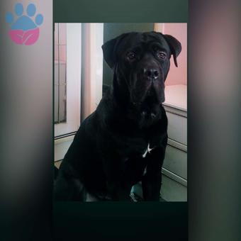 Köpeğime Dişi Cane Corso Eş Arıyorum