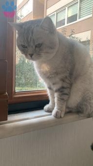 British Shorthair Oğlumuza Eş Arıyoruz