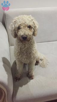 2 Yaşında Erkek Poodle Oğlumuza Eş Arıyoruz