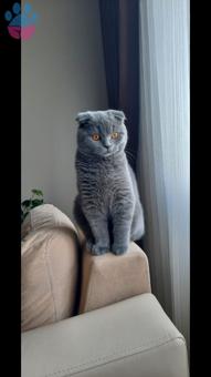 9 Aylık Scottish Fold Oğluma Eş Arıyorum