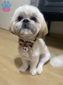 Shih Tzu 8 Aylık Kızgınlık Döneminde Uygun Eş Arıyoruz